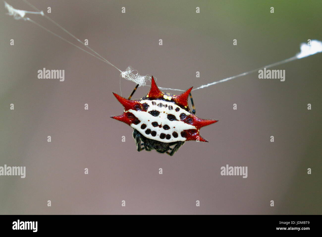 Eine stachelige Kugel Weaver Spider, Gasteracantha Cancriformis im Netz. Stockfoto