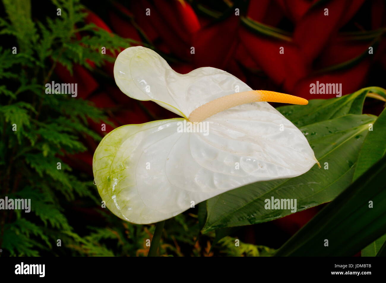Eine weiße Anthurium Blume wächst in einem botanischen Garten. Stockfoto