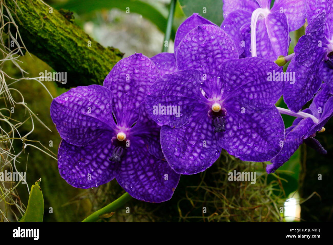 Costa Rica, Vanda Pachara, Orchideen in einem botanischen Garten. Stockfoto