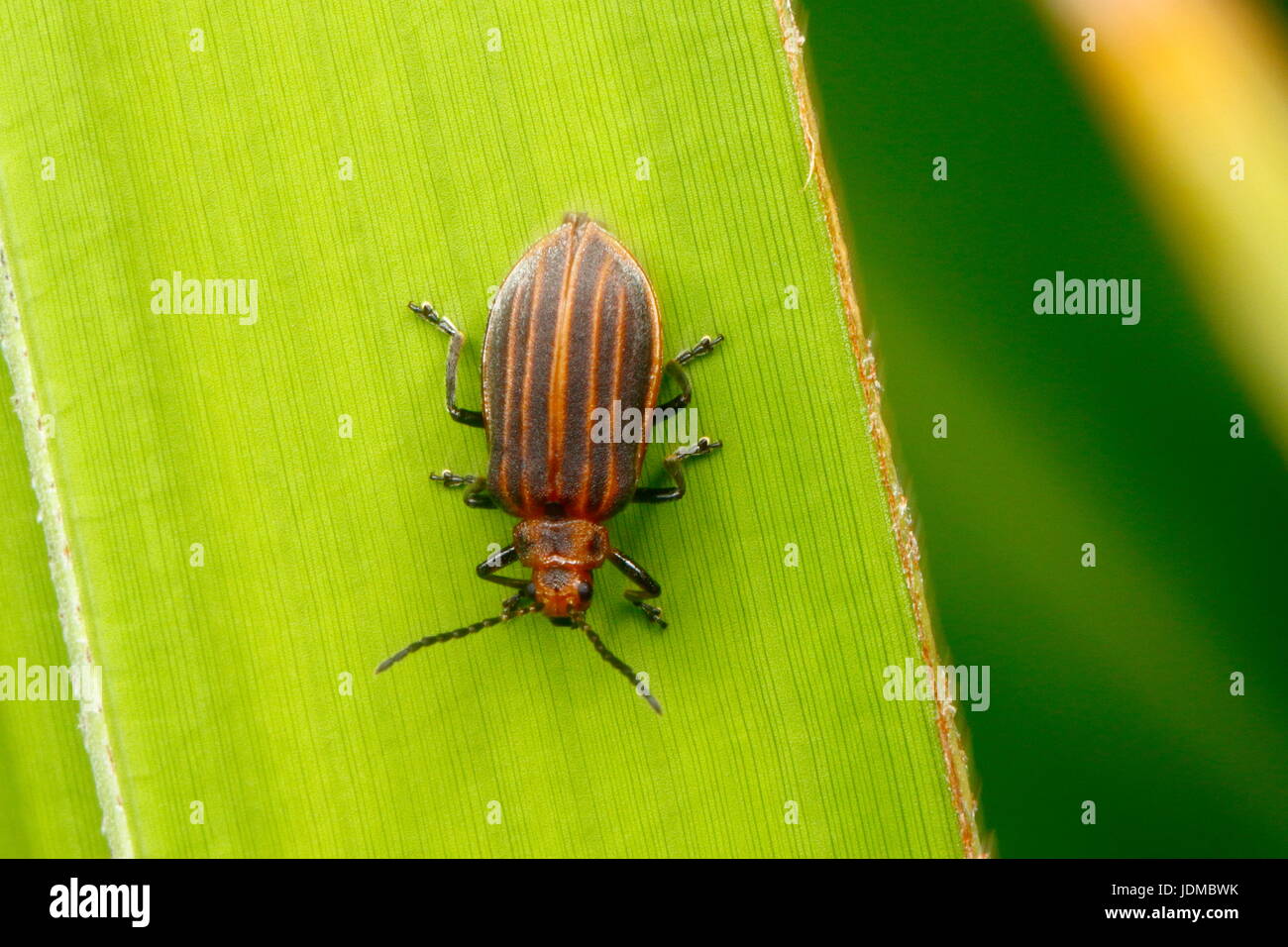 Eine kleine invasive Getreidehähnchen, Neolochmaea Dilatipennis, auf Sägepalme. Stockfoto