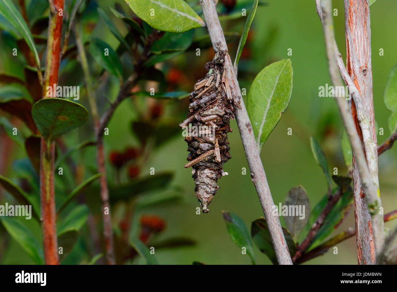 Eine Bagworm Motte, Psychidae, nutzt Pflanzenmaterial, um seine Tasche zu konstruieren. Stockfoto