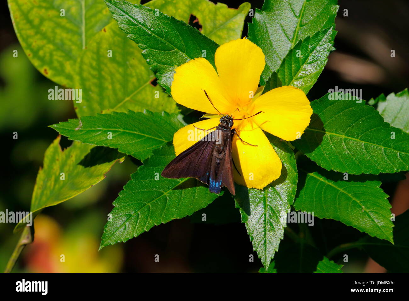 Eine Mangrove Skipper Butterfly, Phocides Pigmalion, schlürfen Nektar aus einer gelben Blume. Stockfoto