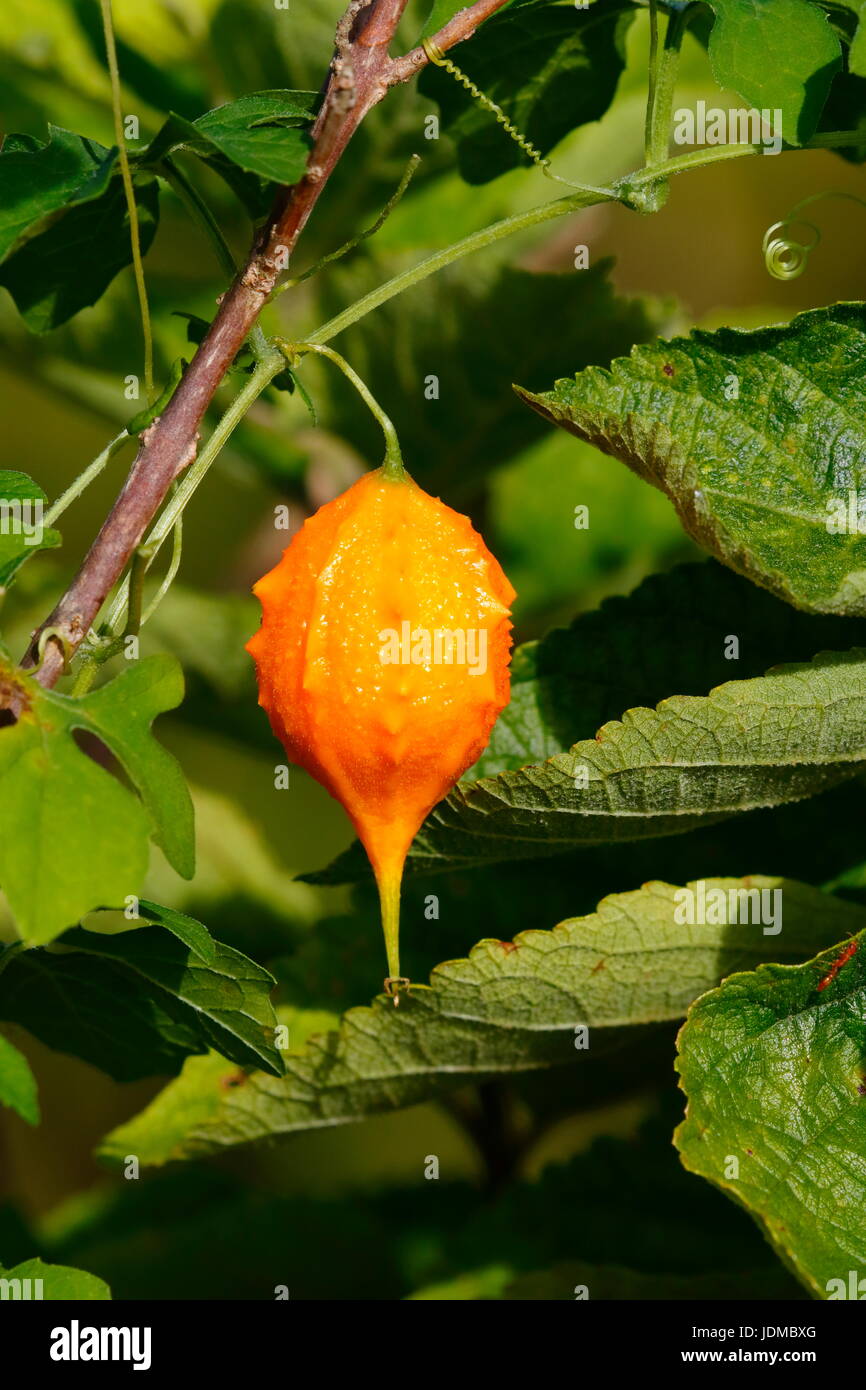 Nahaufnahme eines Balsam Apfel, Momordica Charantia. Stockfoto