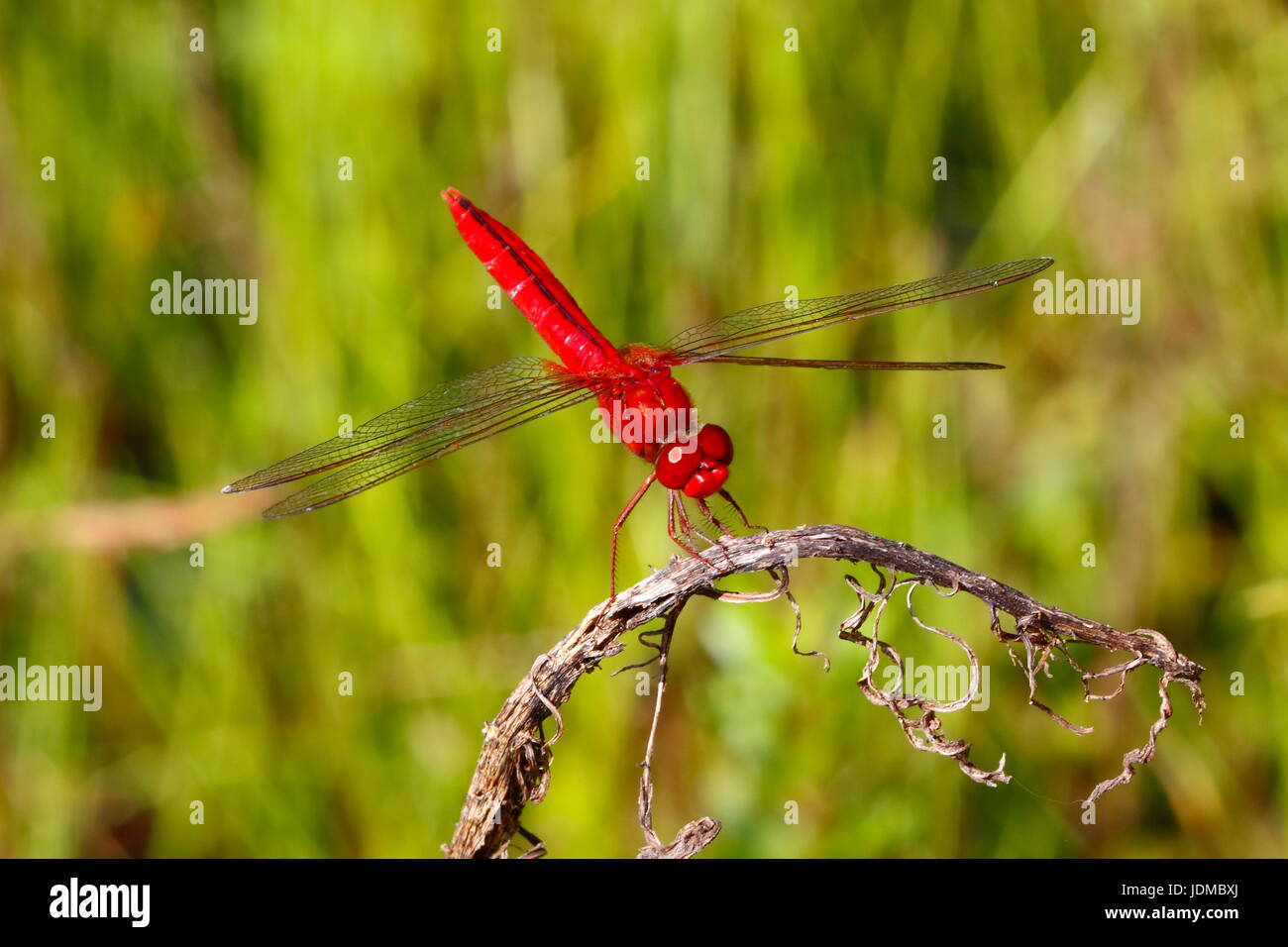 Scharlachrote Skimmer, Crocothemis Servilia, ruht auf einem Zweig. Stockfoto