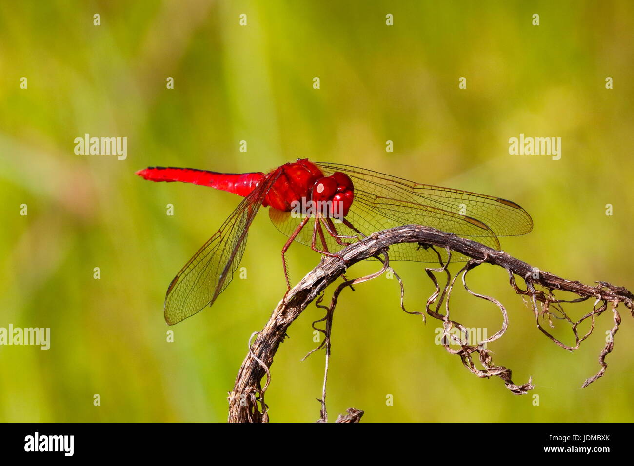 Scharlachrote Skimmer, Crocothemis Servilia, ruht auf einem Zweig. Stockfoto