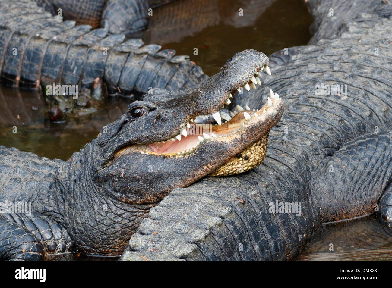 Ein amerikanischer Alligator Alligator Mississippiensis. Stockfoto