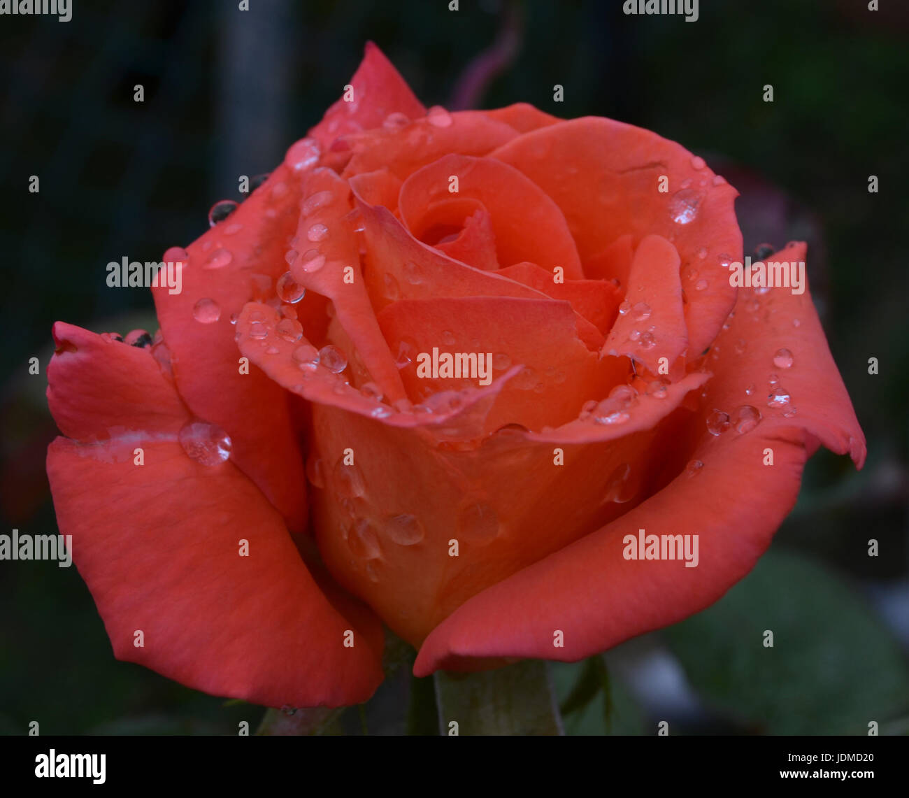 Rose nach dem Regen Stockfoto