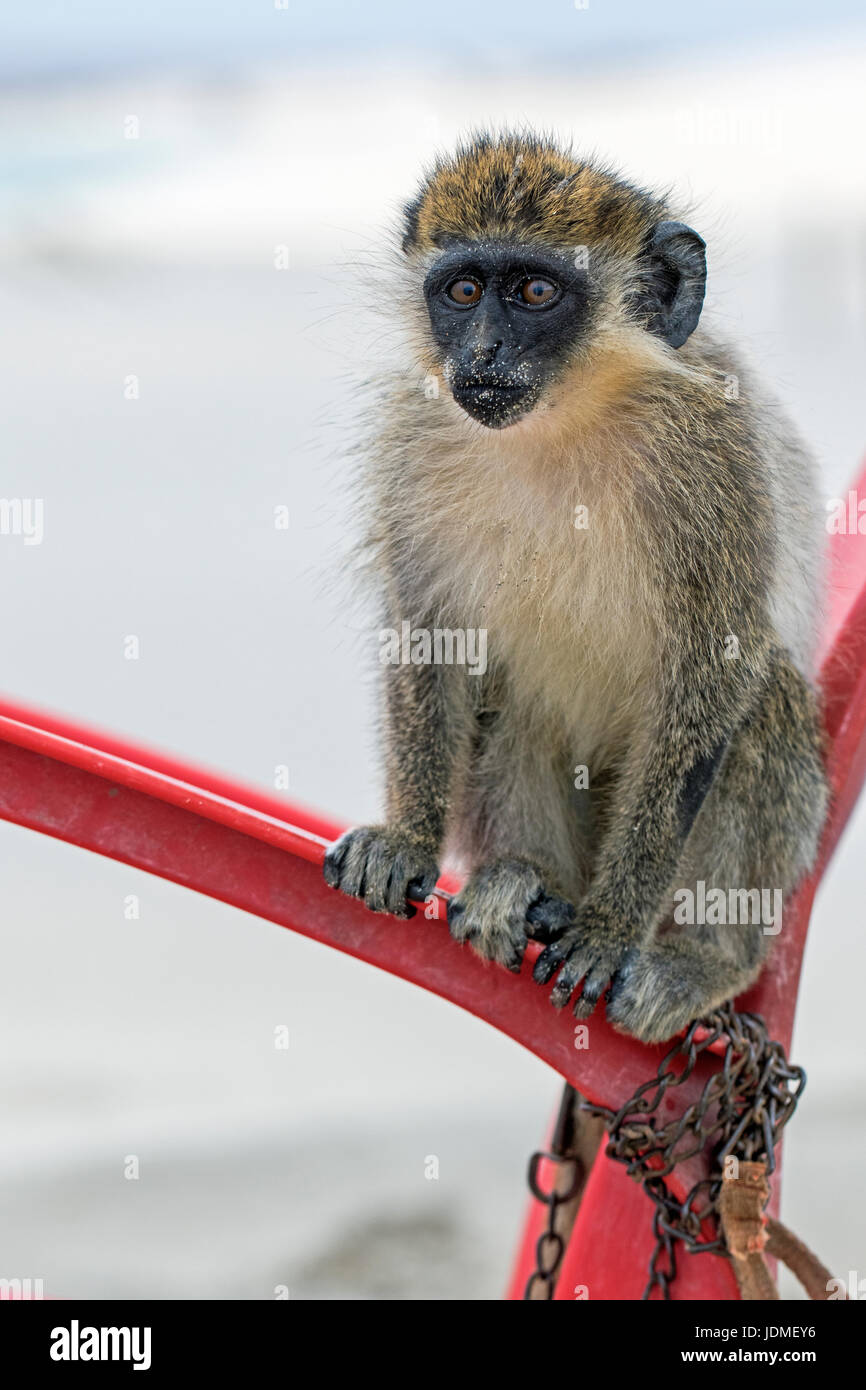 Vervet Affe (Chlorocebus Pygerythrus) gefesselt auf einem Stuhl, Boa Vista, Kap Verde Stockfoto