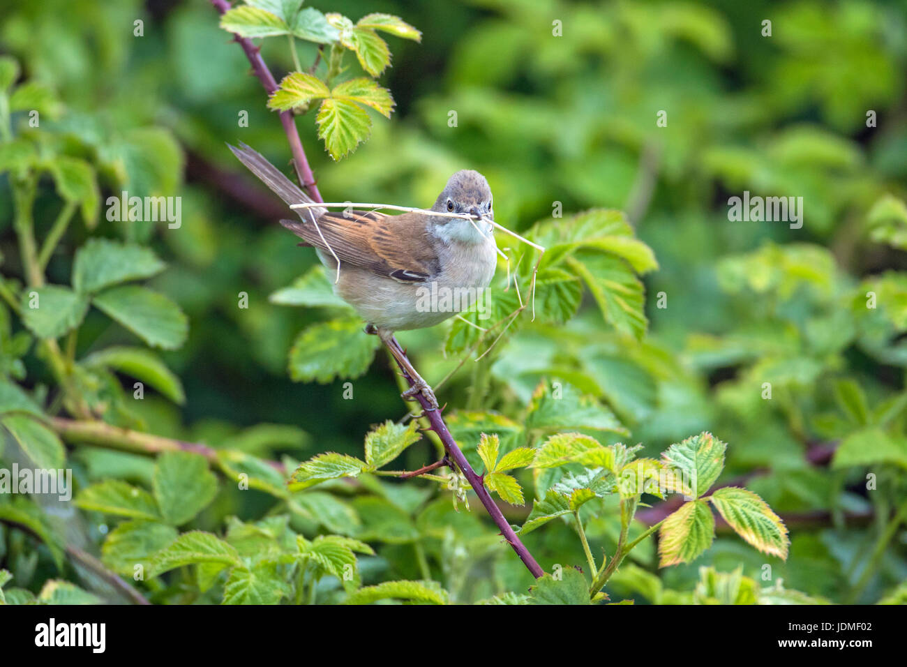Weibliche Common Whitethroat (Sylvia Communis) mit Nistmaterial, Cambridgeshire, England Stockfoto