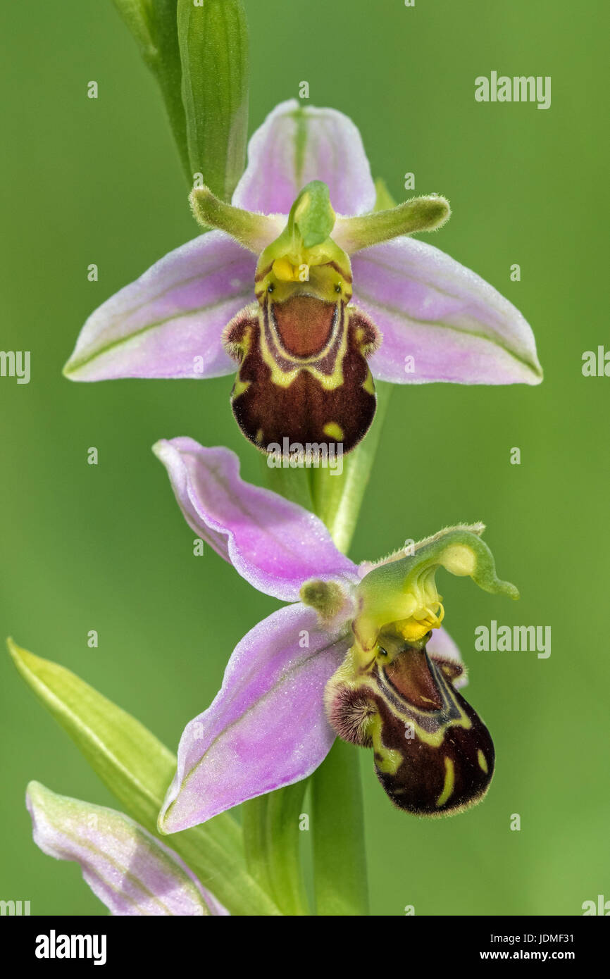 Blumen der Biene Orchidee (Ophrys Apifera), Cambridgeshire Stockfoto