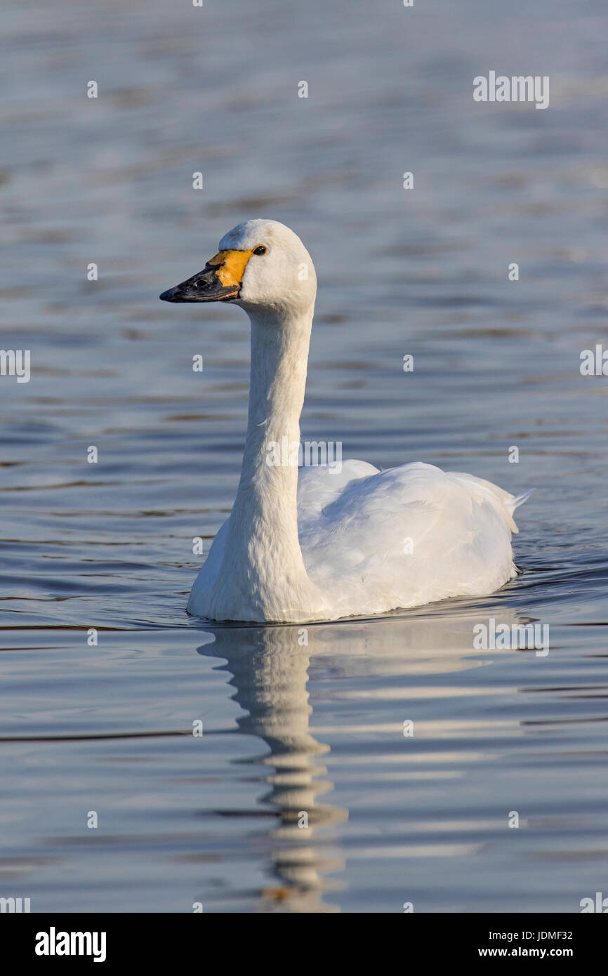 Blumen der Biene Orchidee (Ophrys Apifera), Cambridgeshire Stockfoto