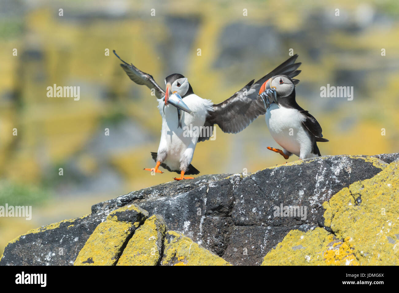 Papageientaucher mit Fisch zu füttern ihre Jungen auf der Isle of May, Anstruther, East Neuk of Fife, Schottland Stockfoto