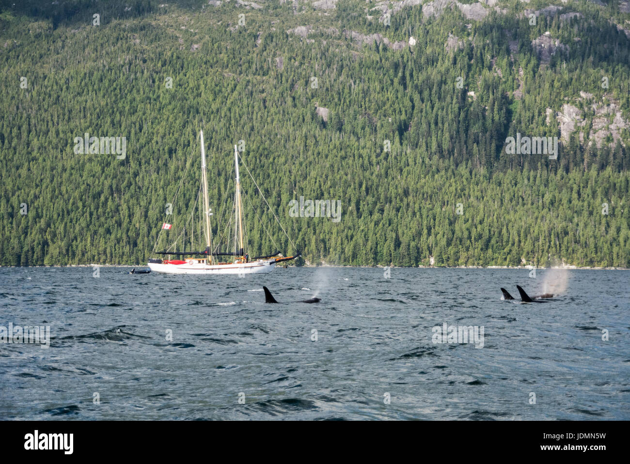 Eine Herde von resident Schwertwale schwimmen neben einem Schoner in Wal-Kanal, im Bereich "Great Bear Rainforest" von British Columbia, Kanada. Stockfoto