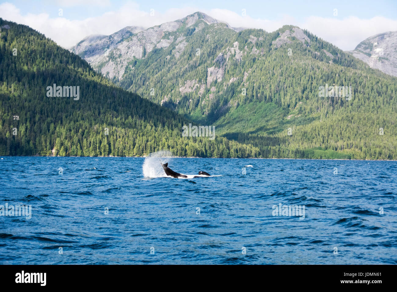 Ein einsamer resident Schwertwal flattern Schwanzspitze auf dem Wasser in Wal-Kanal, im Bereich "Great Bear Rainforest" von British Columbia, Kanada. Stockfoto