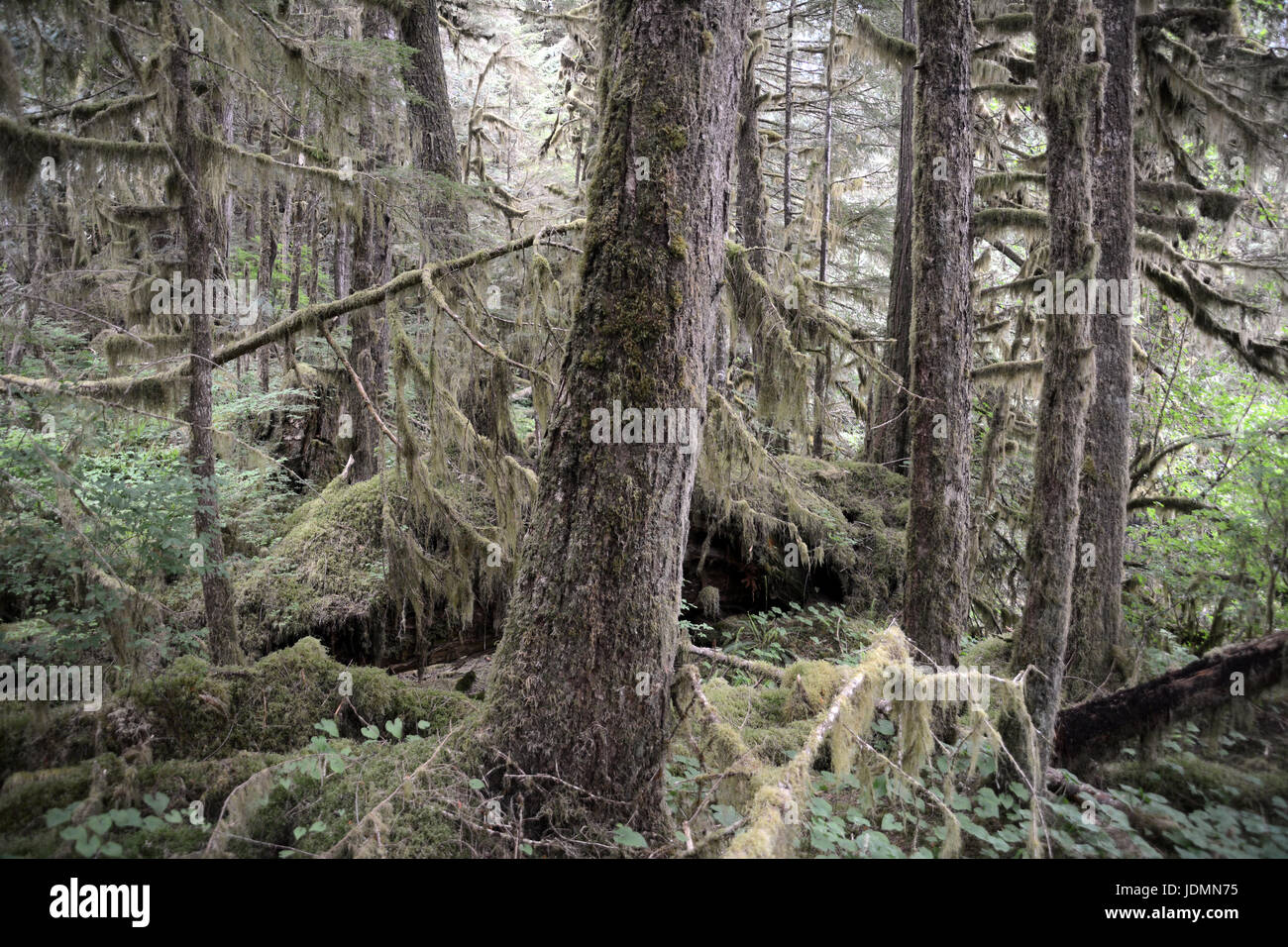 Ein dichtes bemoosten alten Wachstum gemäßigten Regenwald in der Region der Great Bear Rainforest von British Columbia, Kanada. Stockfoto