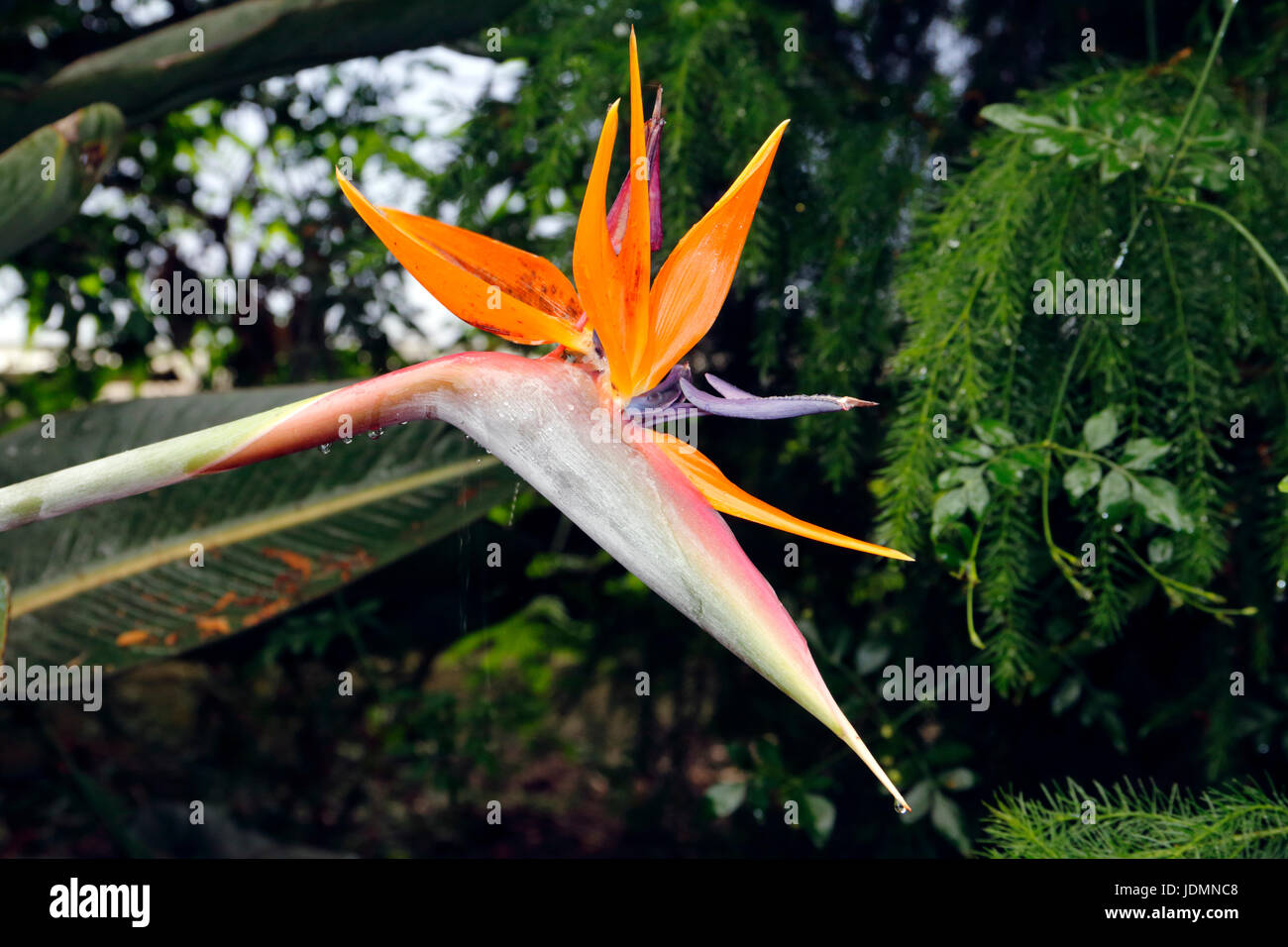 Ein Paradiesvogel Blume im Eden Project in Cornwall, England Stockfoto