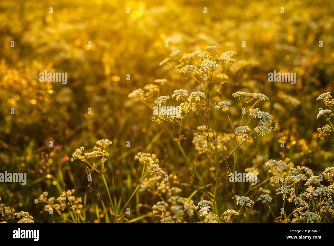 Hintergrund einer Wiese in den Sonnenuntergang. Stockfoto