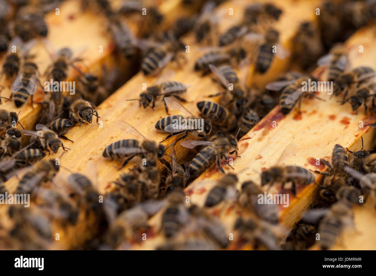 Die Bienen auf einer Wabe Stockfoto