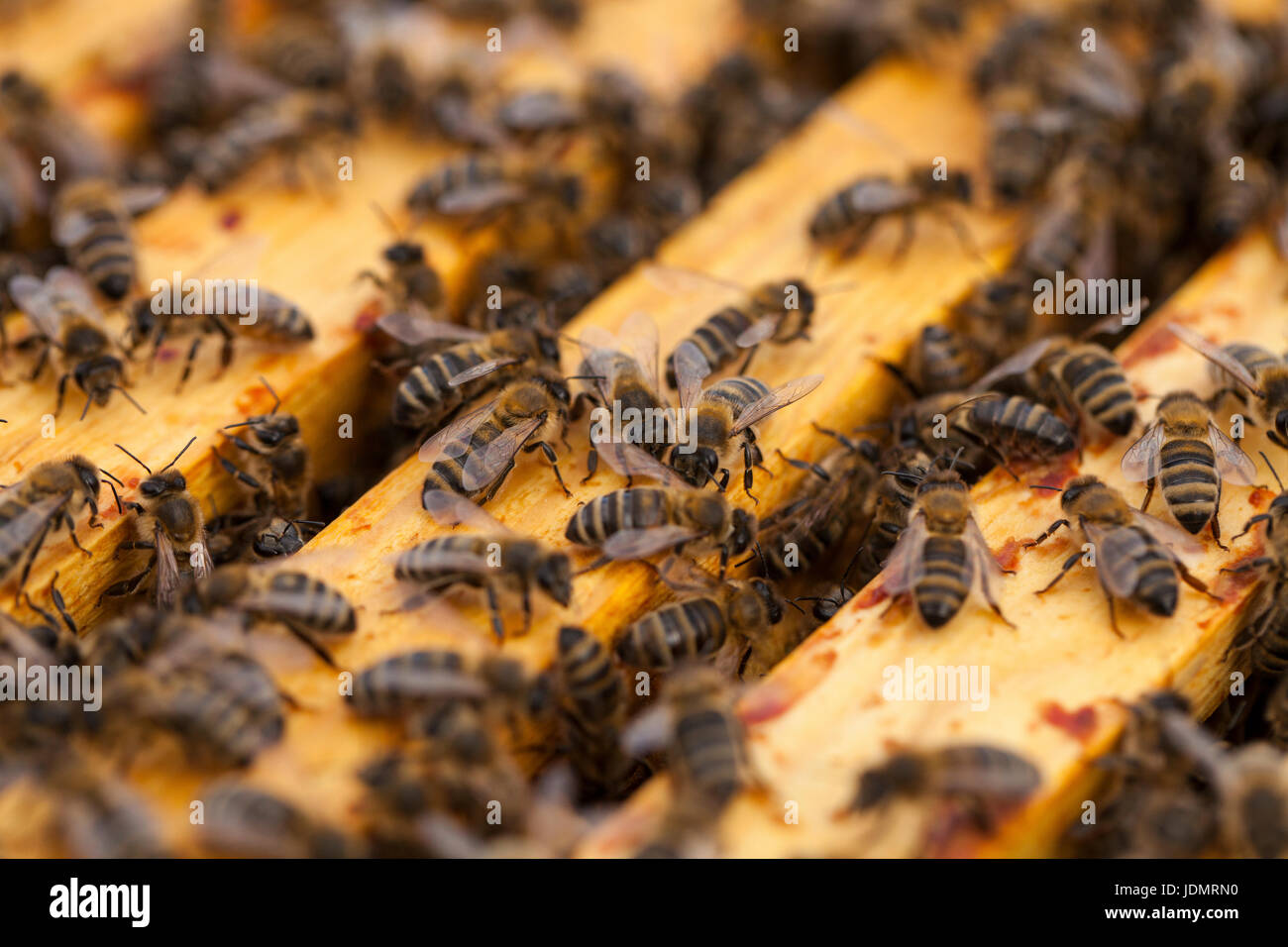 Die Bienen auf einer Wabe Stockfoto