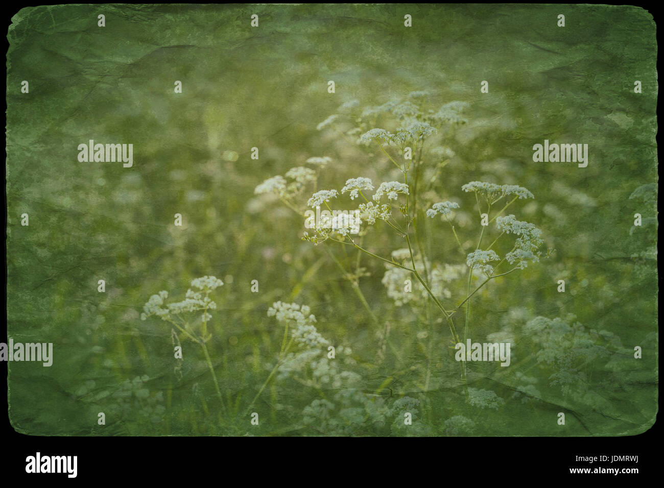 Hintergrund einer Wiese in den Sonnenuntergang. Stockfoto