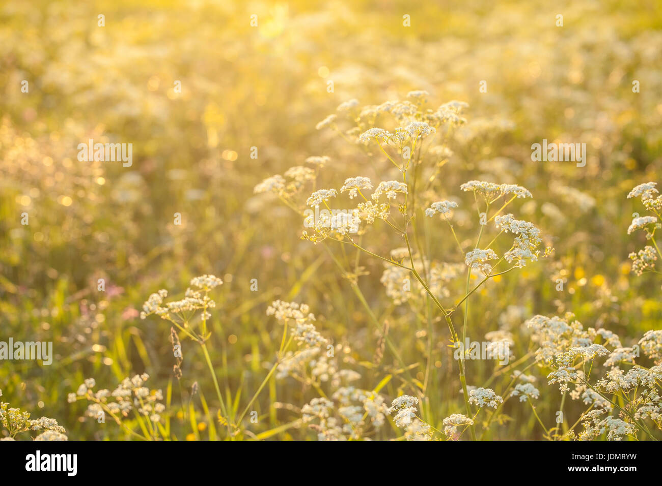 Vintage Bild von einer Wiese in den Sonnenuntergang. Stockfoto