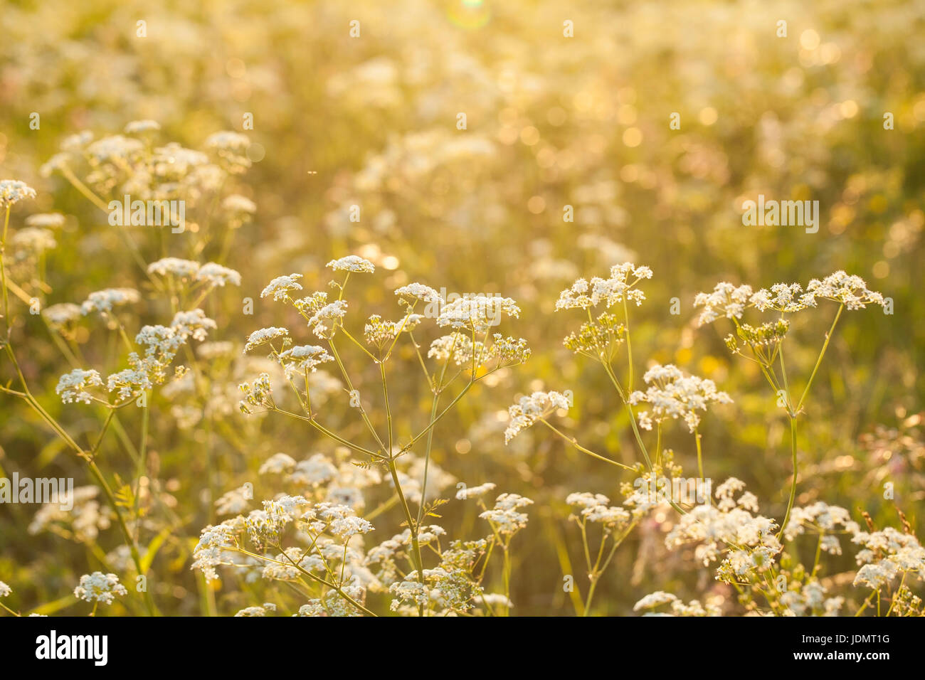 Hintergrund von einer Wiese in den Sonnenuntergang. Stockfoto