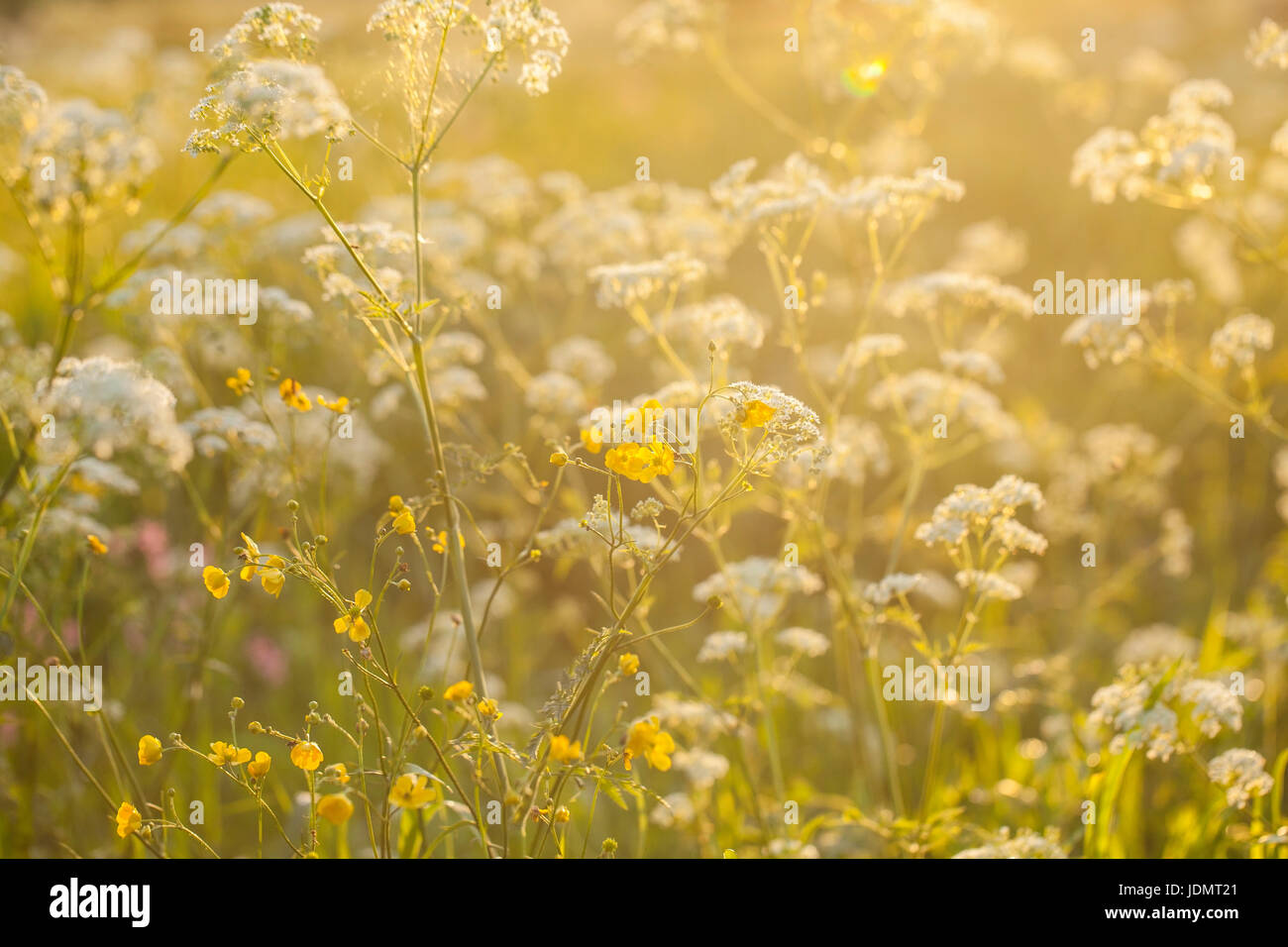 Hintergrund einer Wiese in den Sonnenuntergang. Stockfoto