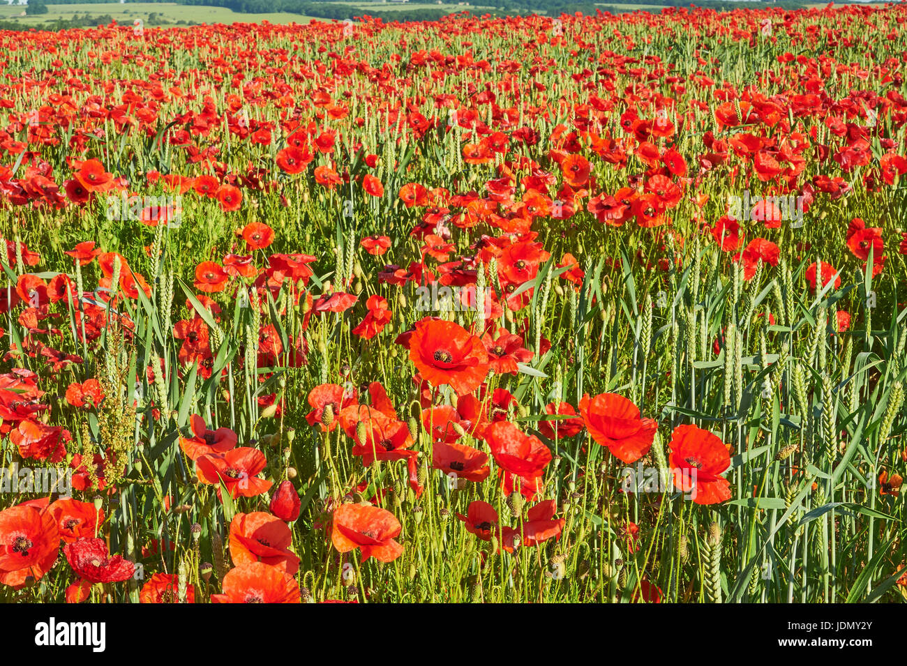 Cotswold Landschaft Szene mit Field Poppies in einem Weizenfeld in der Nähe des Dorfes Ford, Gloucestershire Stockfoto