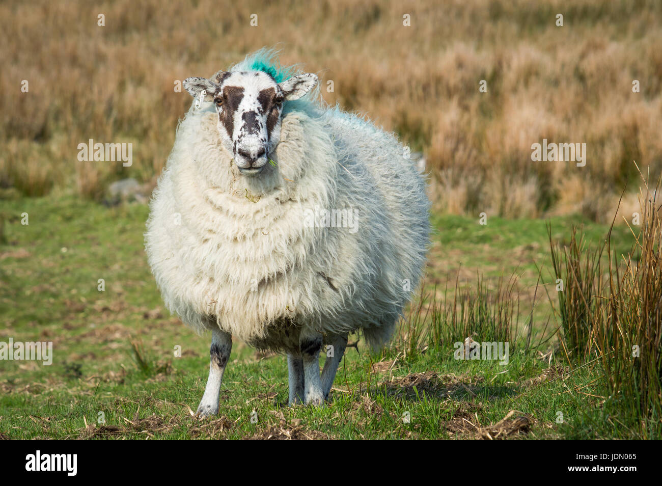 Schaf mit braunen Markierungen auf dem Gesicht Stockfoto