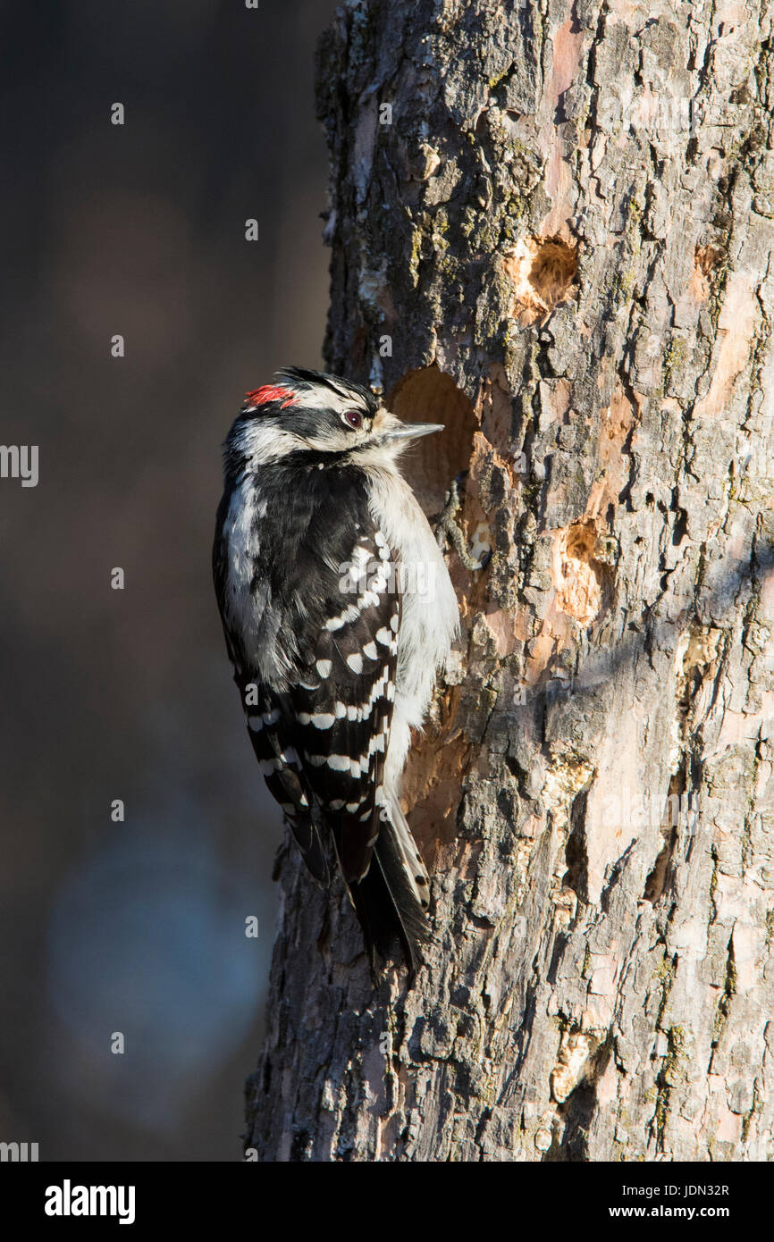 Downy woodpecke Stockfoto