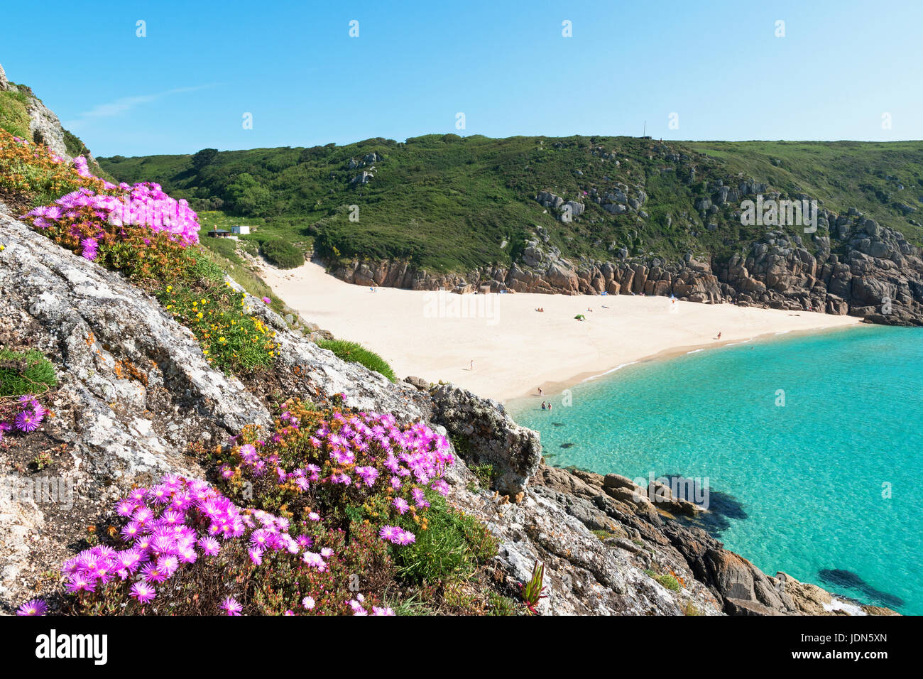 frühe Sommerblumen in Porthcurno in Cornwall, England, Großbritannien, uk. Stockfoto