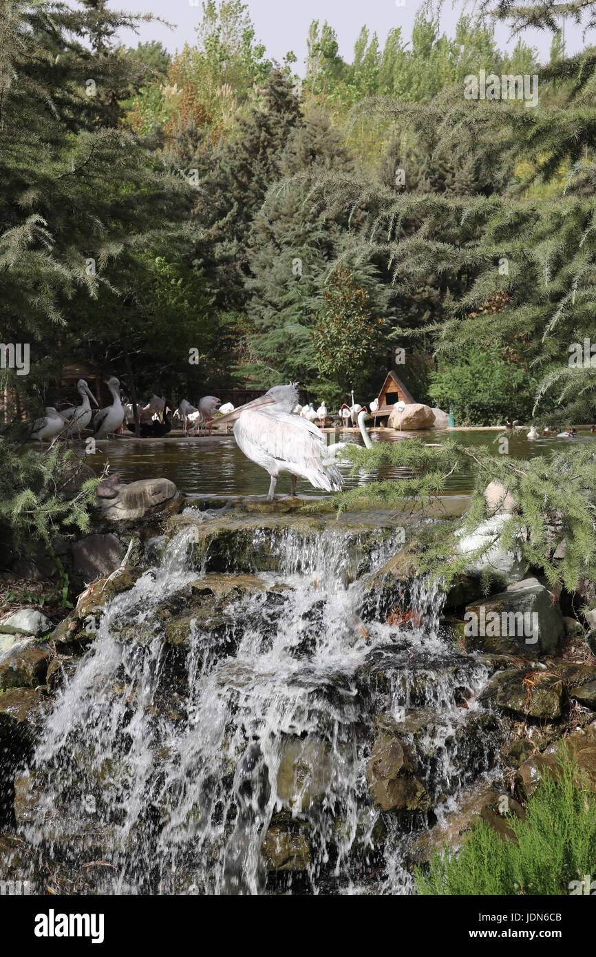 Pelikan in Wasser ruhen Stockfoto