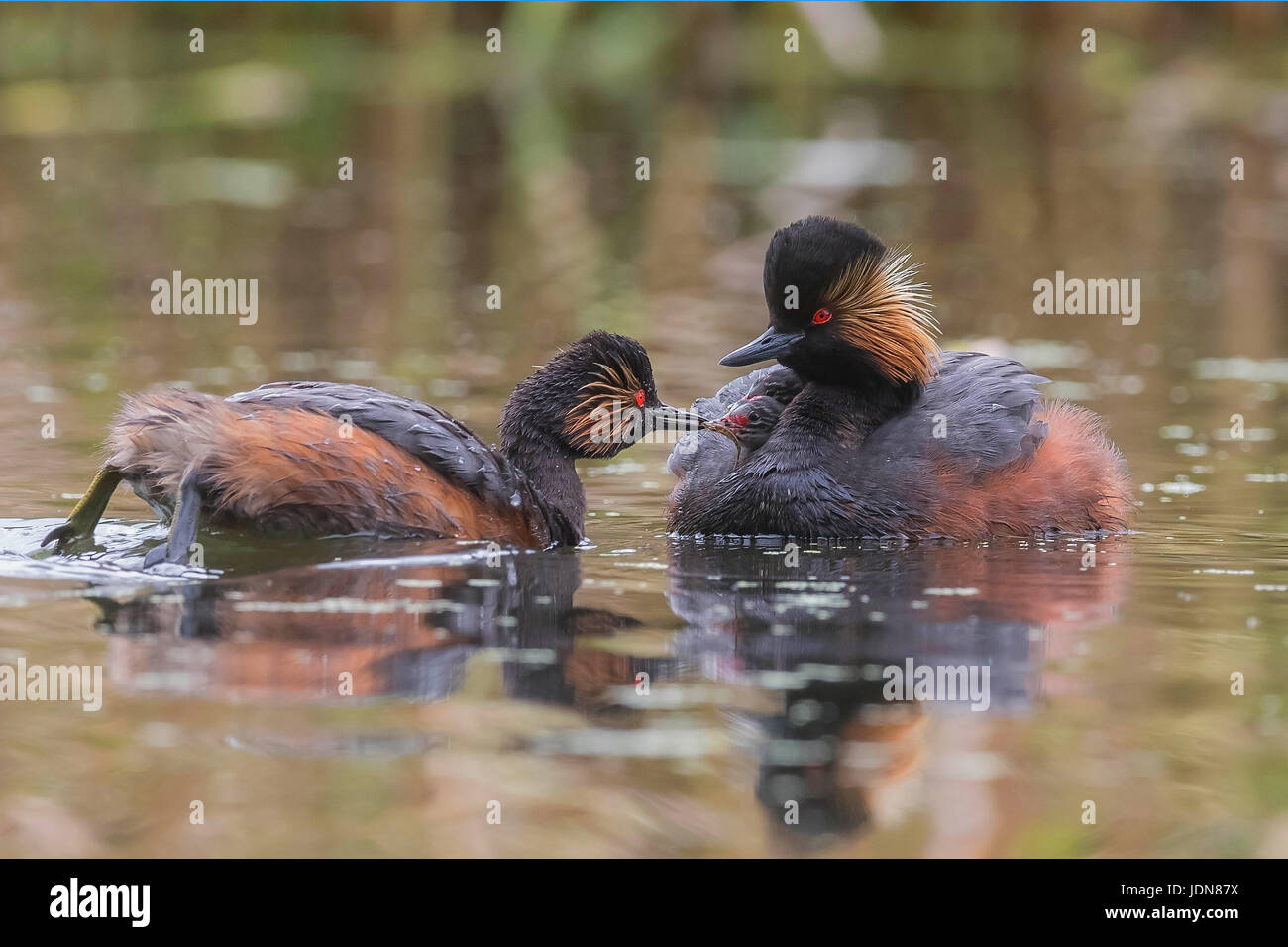 Schwarzhalstaucher (Podiceps Nigricollis) Schwarzhalstaucher Stockfoto