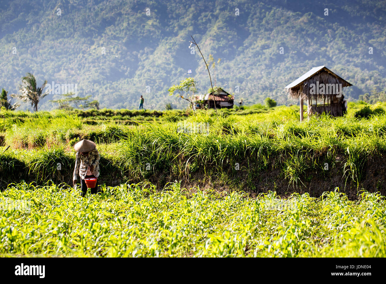Bauarbeiter in Reisfeldern im Norden Balis in der Nähe von Ubud Stockfoto
