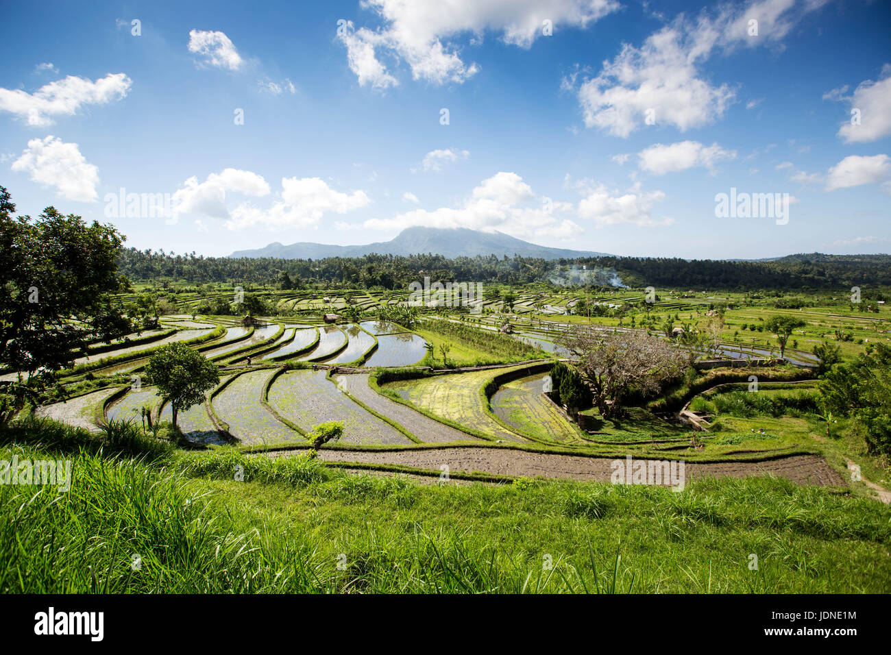 Reisfeld Terrassen im Norden von Bali in der Nähe von Ubud mit Mount Agung im Hintergrund Stockfoto