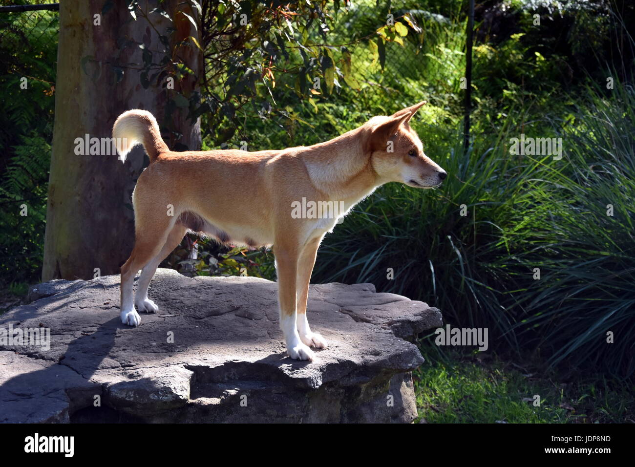 Der Dingo oder Canis Lupus ist ein freilebenden Hund hauptsächlich in Australien gefunden. Australische Dingos zum Entspannen in der Sonne am Nachmittag. Stockfoto