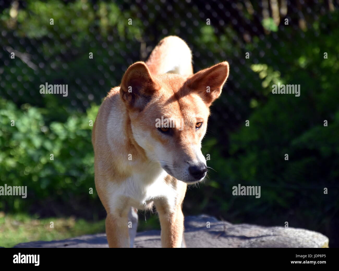 Der Dingo oder Canis Lupus ist ein freilebenden Hund hauptsächlich in Australien gefunden. Australische Dingos zum Entspannen in der Sonne am Nachmittag. Stockfoto