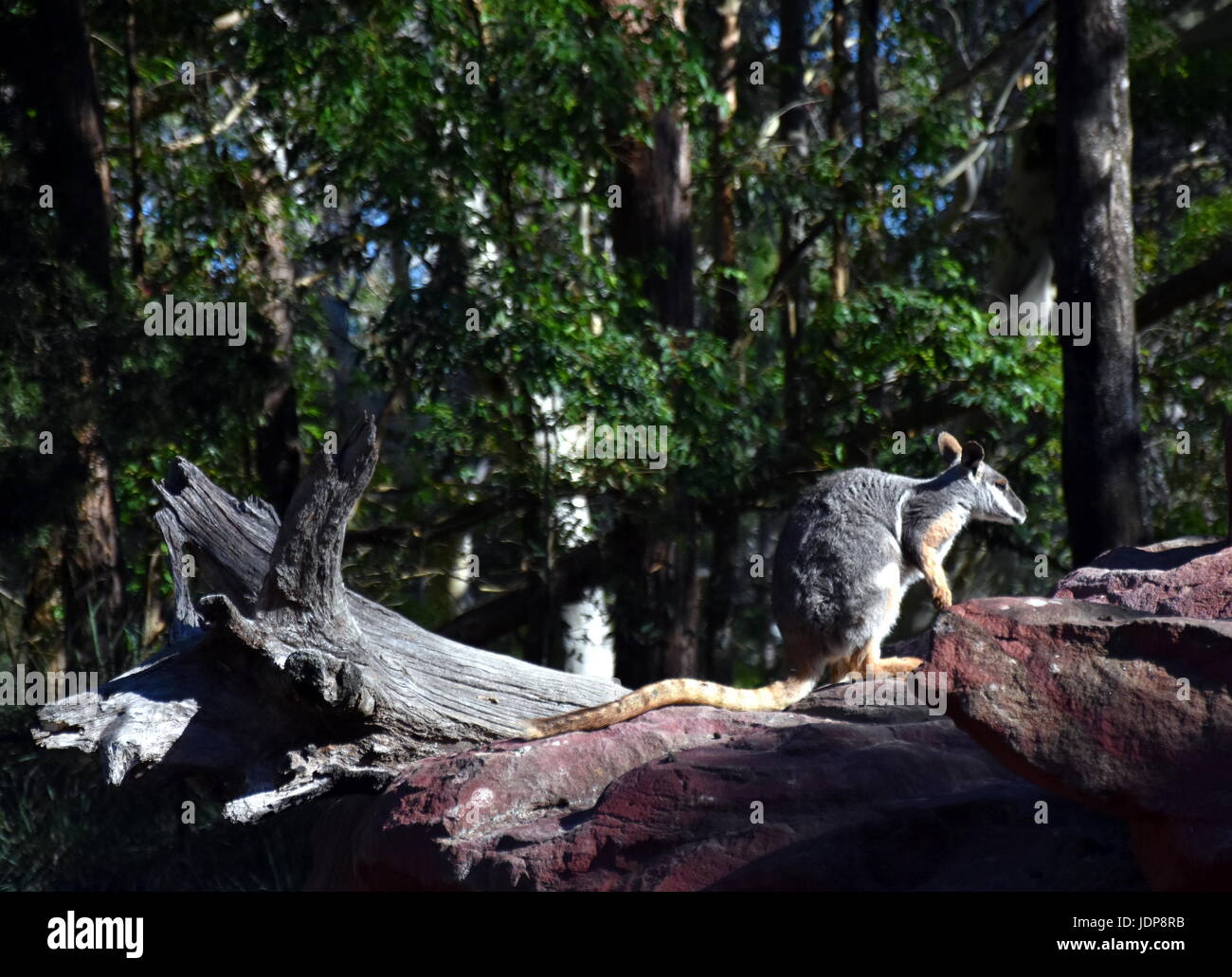 Der gelb-footed Felsen-Wallaby (Petrogale Xanthopus) ist ein Mitglied der Familie Macropod. Stockfoto