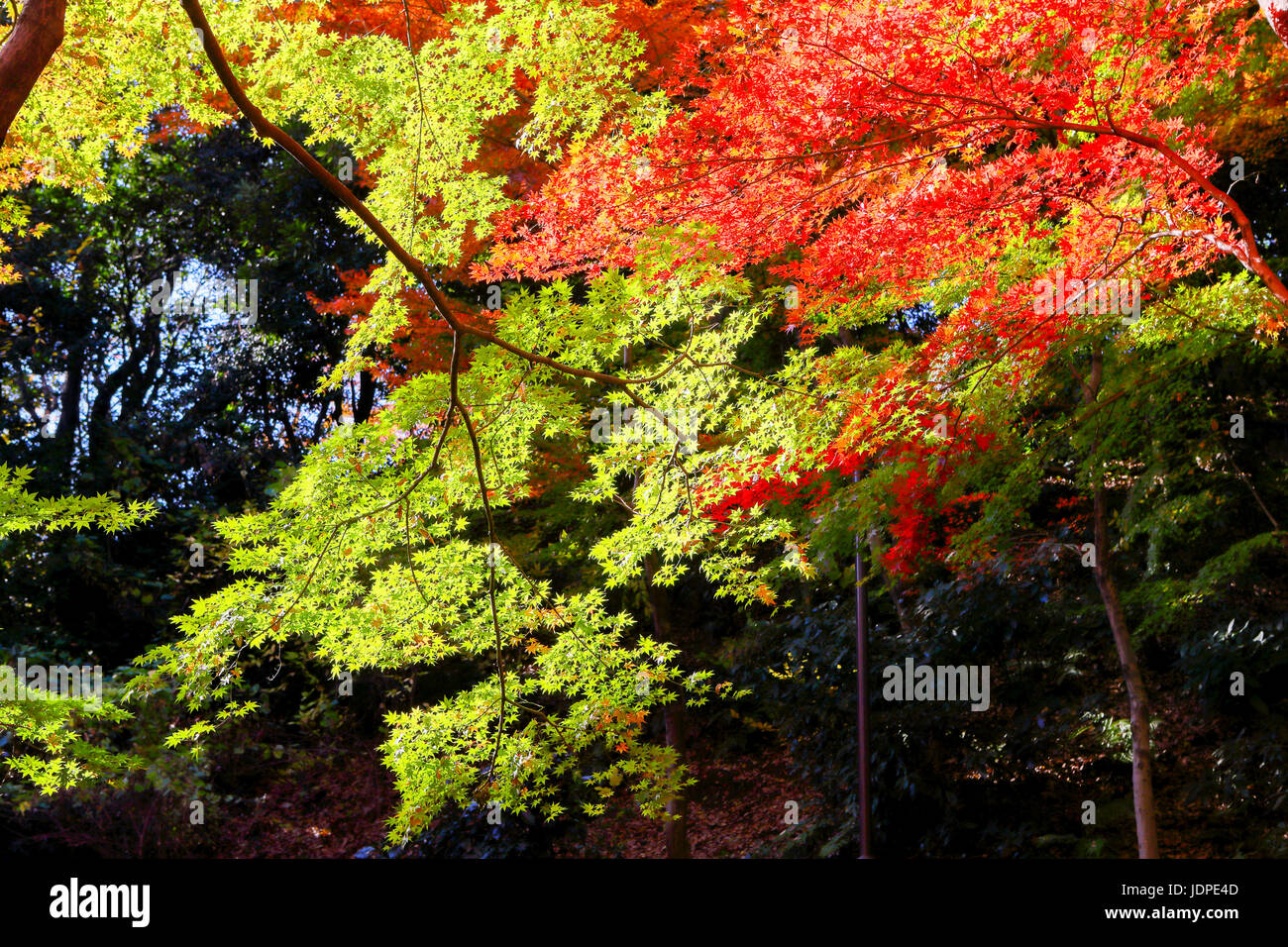 Herbst geht in eine Stadt Park DowntownTokyo, Japan Stockfoto