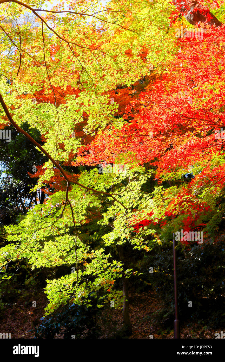 Herbst geht in eine Stadt Park DowntownTokyo, Japan Stockfoto