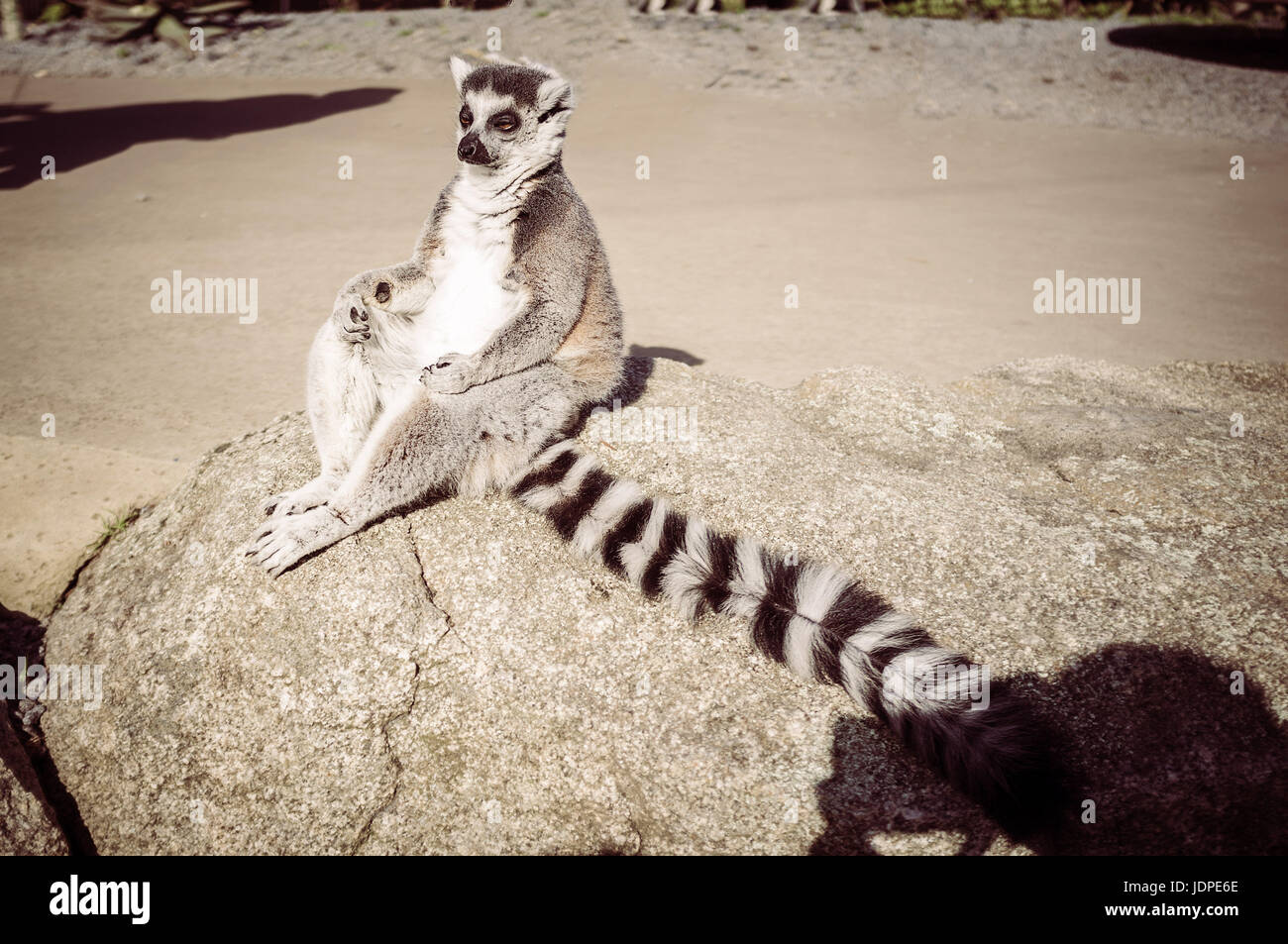 Ring-tailed Lemur zu meditieren. Weisheit und Conteplation Konzept mit Textfreiraum Stockfoto