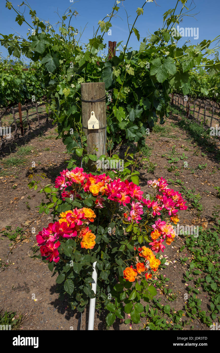 Syrah Wein Trauben, Trauben Weingut, Weinberg, Weinberge, Fortunati Weinberge, Napa, Napa Valley, California, Vereinigte Staaten von Amerika Stockfoto