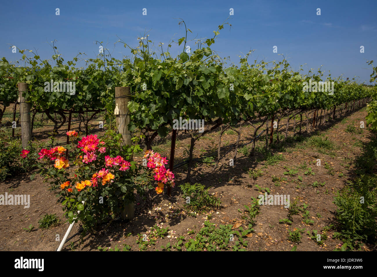 Syrah Wein Trauben, Trauben Weingut, Weinberg, Weinberge, Fortunati Weinberge, Napa, Napa Valley, California, Vereinigte Staaten von Amerika Stockfoto