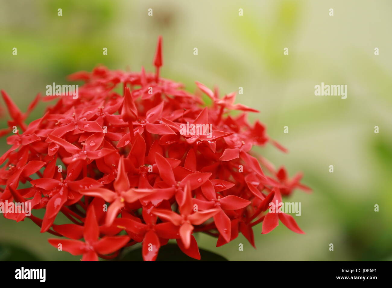 IXORA Coccinea Blumen nach Regen Stockfoto