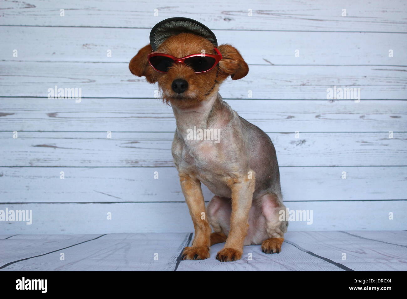 Hund mit sonnenbrille -Fotos und -Bildmaterial in hoher Auflösung