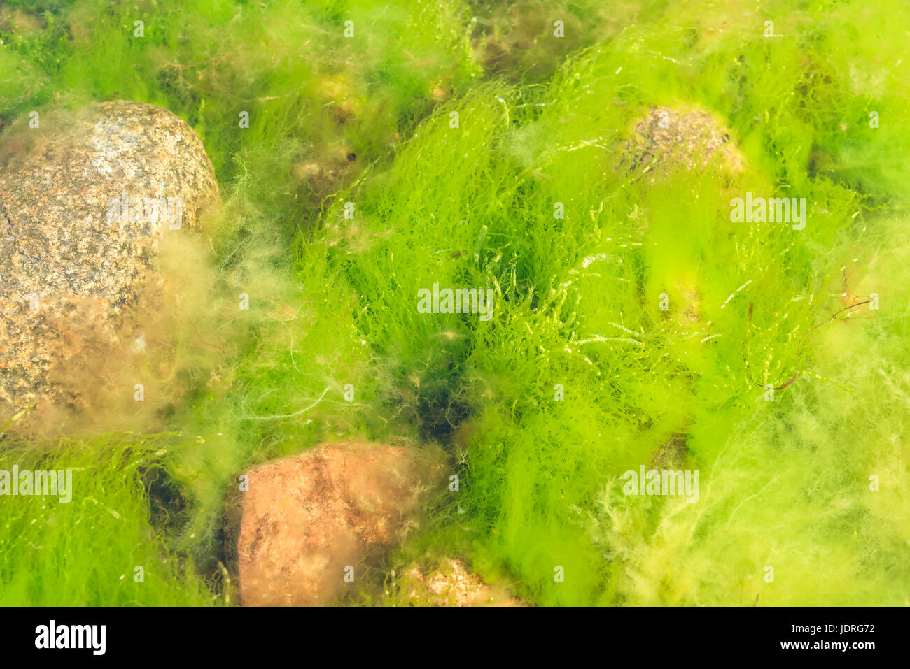 Frisch und grün Gutweed oder Rasen Seetang (Ulva Intestinalis) unter Felsbrocken. Stockfoto