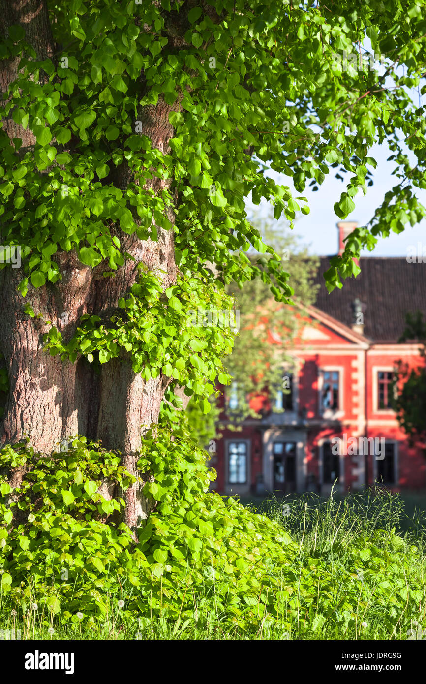 Detail der Stamm und die Blätter der Linde mit roten Herrenhaus im Hintergrund Stockfoto