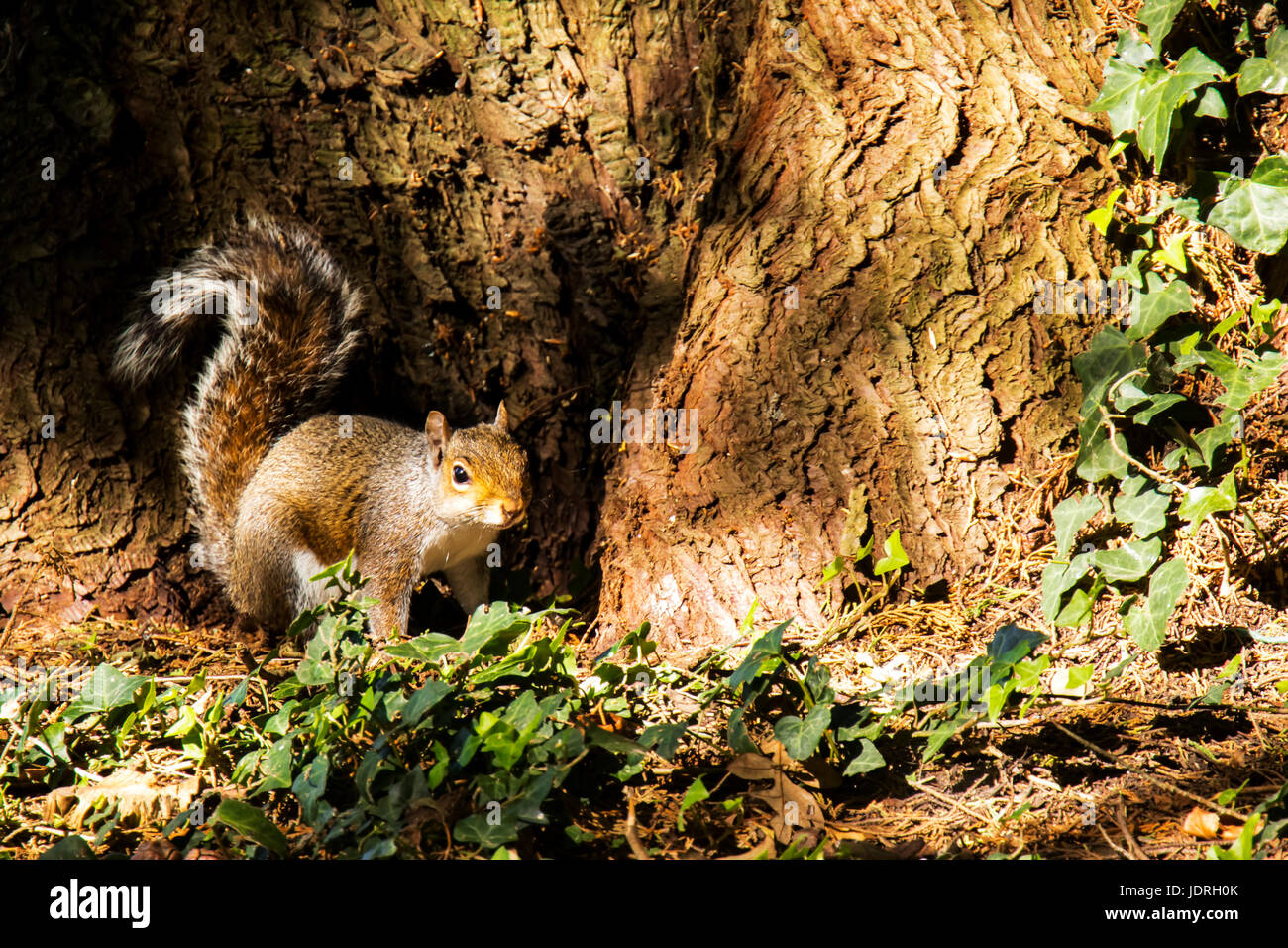 Ein Foto eines grauen Eichhörnchens am Fuße eines großen Baumes in helles Licht Stockfoto