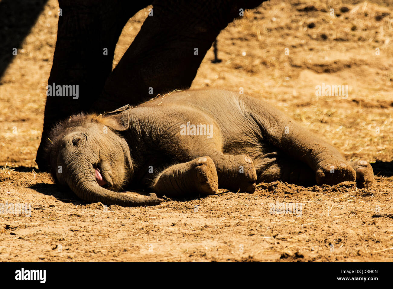 Ìt war Nap Zeit für dieses Baby Elefant, während seine Mutter stand von Stockfoto
