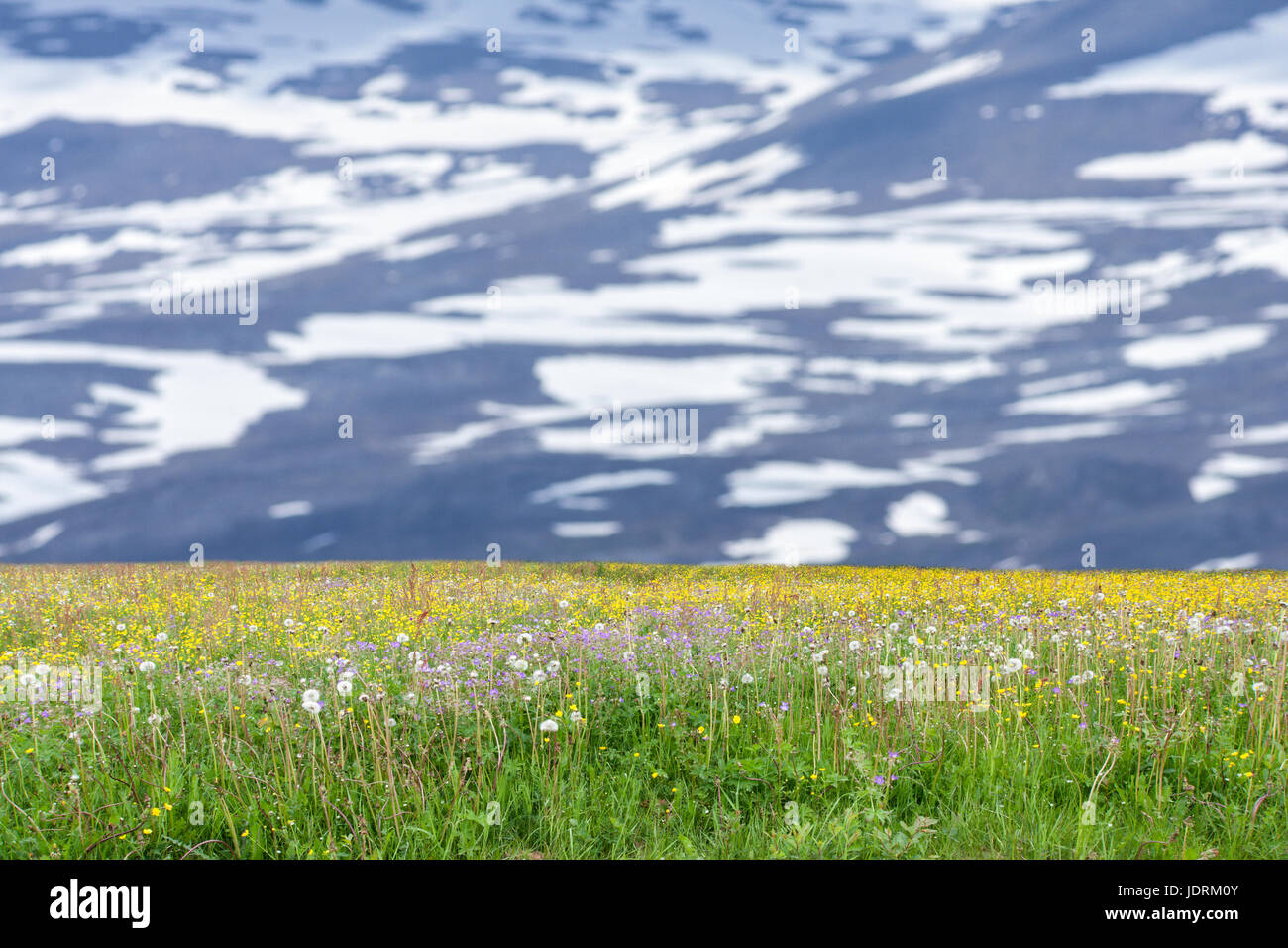 Blumige wiesen diese Seite einen Berghang. Zeitraum zwischen Frühling und Sommer nach Norden. Stockfoto